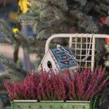 Jak zrobić jesienną dekorację z wrzosów? Wrzos posadzony w prowansalskiej doniczce nie bez powodu nazywany