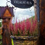 Jak zrobić jesienną dekorację z wrzosów? Wrzos posadzony w prowansalskiej doniczce nie bez powodu nazywany