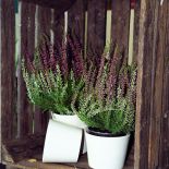 Jak zrobić jesienną dekorację z wrzosów? Wrzos posadzony w prowansalskiej doniczce nie bez powodu nazywany