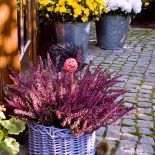 Jak zrobić jesienną dekorację z wrzosów? Wrzos posadzony w prowansalskiej doniczce nie bez powodu nazywany