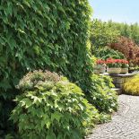 Jałowce jak greckie cyprysy. Ogród jak z greckiej pocztówki