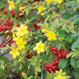 Jaśmin kwitnie zimą