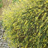 Jaśmin kwitnie zimą