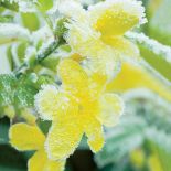 Jaśmin kwitnie zimą