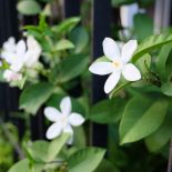 Wiosną i latem można zaryzykować i postawić donice z jaśminem na tarasie lub balkonie.