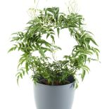 W sklepach ogrodniczych jaśmin wielokwiatowy często uformowany jest w okręg.