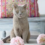 Jasno urządzone wnętrze, z kominkiem, ogromnymi oknami i drewnianym tarasem.