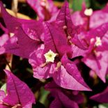 Jej domniemane kwiaty to rodzaj liści zwanych fachowo podkwiatkami. Prawdziwe kwiaty są zaś białawe i całkiem niepozorne.