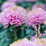 Chryzantema - kwiat cesarzy