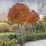 Przy wejściu do ogrodu witają nas czerwone klony, strzyżone cisy, kolorowe buki i żurawki. Jeszcze kwitną róże, które do