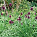 Jeśli myślisz, że wodne ogrody swój nastrój zawdzięczają tylko liliom pływającym po jeziorze, musisz odwiedzić