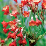 Jeśli myślisz, że wodne ogrody swój nastrój zawdzięczają tylko liliom pływającym po jeziorze, musisz odwiedzić