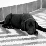 Jeszcze jeden mieszkaniec riadu. Biały dom w różowym mieście