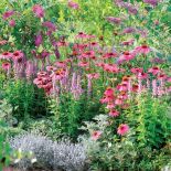 Jeżówka w ogrodzie