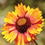 ECHINACEA HYBRID ‘SUMMER COCTAIL’