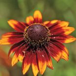 ECHINACEA HYBRID ‘SUMMERINA BROWN’