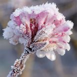 Kalina wonna kwitnie pierwsza