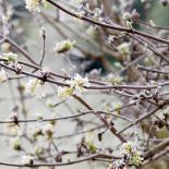 kalina wonna kiedy kwitnie