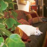 Kanapa to idealne miejsce do wypoczynku.