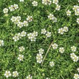 karmnik ościsty w ogrodzie