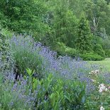 Kolorową skarpę Rafał ułożył z lawendy, róż, hortensji, jaśminowców, tawuł i żylistków.