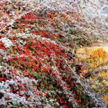 Kolorowe owoce. Ogród japoński pod śniegiem