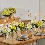 kremowa gwiazda betlejemska