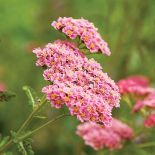 Krwawnik ‘Sandstone. Krwawnik