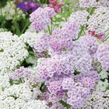 Krwawnik pospolity. Krwawnik