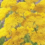 Krwawnik tarczowaty. Krwawnik