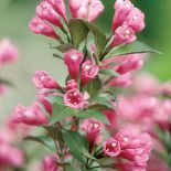 Krzewuszka - na co zwracać uwagę przy uprawie, jak przycinać krzewuszkę i jakie odmiany wybierać?