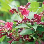 Krzewuszka - na co zwracać uwagę przy uprawie, jak przycinać krzewuszkę i jakie odmiany wybierać?