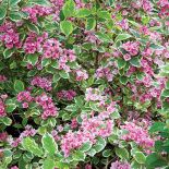 Krzewuszka - na co zwracać uwagę przy uprawie, jak przycinać krzewuszkę i jakie odmiany wybierać?