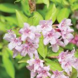 Krzewuszka - na co zwracać uwagę przy uprawie, jak przycinać krzewuszkę i jakie odmiany wybierać?