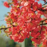 krzewy kwitnące pigwowiec japoński