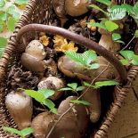 Kurki najlepiej duszone na maśle, kanie panierowane jak schaboszczaki, a rydze idealne są prosto z