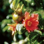 Kwiat granatowca. Królewski granatowiec