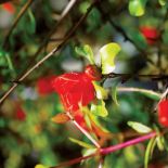 Kwiat granatowca. Królewski granatowiec