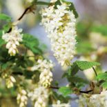 Kwiatostan porzeczki krwistej