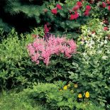 Kwiatowa rabatka. Wokół starej drewnianej werandy