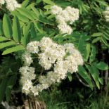 Kwiaty jarzębiny. Jarzębina cała w koralach