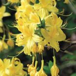 Różanecznik pontyjski. Kwiaty ogrodowe i rośliny, które pachną niczym perfumy