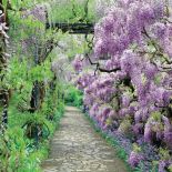 Kwitnąca wisteria. Kwiaty ogrodowe i rośliny, które pachną niczym perfumy