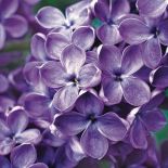 Lilak pospolity. Kwiaty ogrodowe i rośliny, które pachną niczym perfumy