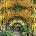 Złotokap waterera. Kwiaty ogrodowe i rośliny, które pachną niczym perfumy