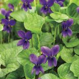 Kwiaty ogrodowe i rośliny, które pachną niczym perfumy