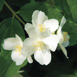 Jaśminowiec wonny. Kwiaty ogrodowe i rośliny, które pachną niczym perfumy