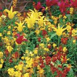 Lak wodny i tulipany. Kwiaty ogrodowe i rośliny, które pachną niczym perfumy