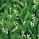 Konwalia majowa. Kwiaty ogrodowe i rośliny, które pachną niczym perfumy