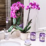 Kwiaty to obowiązkowa dekoracja mieszkania.